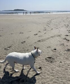 Zodiac Flea & Tick Powder for Dogs, Puppies, Cats & Kittens beige Small 15 81z7HOrD1oL