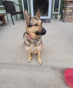 Checkups- Dental Dog Treats, 24ct 48 oz. for Dogs 20+ pounds Value Size 3 Pack (72 Count) 5 81zDeLqFRgL