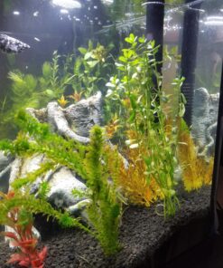 6 Plant Species Live Aquatic Plants Package - Microsorum Java Fern, Amazon, Moneywort and More! 51 81zHrI8IY2L