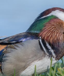 Nikon AF-S FX NIKKOR 800mm f/5.6E FL ED Vibration Reduction Fixed Zoom Lens with Auto Focus for Nikon DSLR Cameras 16 81zJqE 2hwL