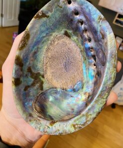 Premium Polished Abalone Shell, Large, 5-6 inches, with Wooden Stand, for Smudging, Cleansing, Home Decor, Gift Box. 100% Natural Colour - Sustainably Sourced by Ocean Shell Studios New Zealand 5-6" Polished Shell + Stand 25 81zMUfGgWGL