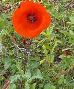 Hummingbird Nectar Wildflower Seeds Bulk Open-Pollinated Wildflower Seed Mix Packet, Non-GMO, No Fillers, Annual, Perennial Wildflower Seeds Year Round Planting - 1 oz 103 81zMqZyTpHL