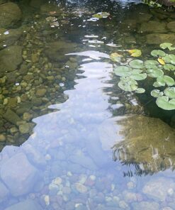 BioSafe Systems GreenClean Granular Algaecide, 20 lbs, String Algae Control for Koi Ponds, Fountains, Waterfalls, Water Features on Contact, EPA Registered 14 81zOhBrfCqL