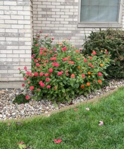 Outsidepride Zinnia Elegans Lilliput Heat & Drought Tolerant Garden Cut Flower Mix - 1000 Seeds Lilliput Mix 60 81zQ7I5KvaL