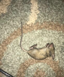 Neogen Ramik Green Fish Flavored Weather Resistant Rodenticide Nuggets, 4 lb bag 4-pound pouch 57 81zSgoLigbL