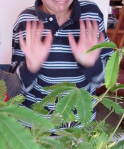 Zombie Plant Greenhouse Grow KIT- (Touch It and It Plays Dead!) Unique Nature Kit- Grow a Fun House Plant That Plays Dead When You Touch It! Comes Back to Life in Minute. Unique Christmas Gift Idea 22 81zaxbfye8L