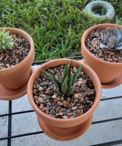 Succulent Assorted Pack- Perfect for Weddings, Party Favors, Home Gardens, and Social Events by Jiimz (15 Pack) 92 81zdoGMI2VL