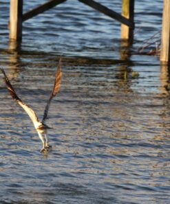 Sigma 150-600mm f/5-6.3 DG OS HSM Contemporary Lens for Canon EF Bundle Includes Manufacturer Accessories + 72 inch Monopod with Quick Release + UV Filter + Lens Pen + Microfiber Cleaning Cloth 35 81zlO7B28YL