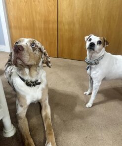 Boshel Dog Nail Clippers and Trimmer with Safety Guard to Avoid Over-Cutting Nails & Free Nail File - Razor Sharp Blades - Sturdy Non Slip Handles - for Safe, Professional at Home Grooming Large/Medium 34 81zooSYt7YL