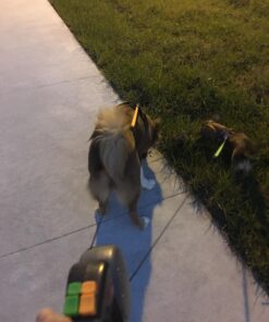 WIGZI (2 Two Dog Reflective Retractable Pet Leash – 360 Degree Zero Tangle Patent - Two Dogs Each up to 50 lbs and 10ft. Reflective Orange and Green Leads. Dual Locking, Small, Gray 35 81zpo1JpJJL