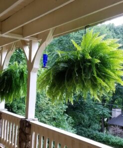 Perky-Pet 8117-2 EMW8207110, Medium, Cobalt blue Antique 30 81zqc5x65XL