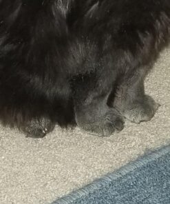 World's Best Cat Litter, Clumping Litter Formula for Multiple Cats, 28-Pounds 33 81zrLUp3npL