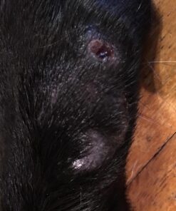 Grannick's Bitter Apple for Dogs Spray Bottle, 16 Ounces, Golds & Yellows (1116AT) 16 Ounces (Pack of 1) 37 81ztCud1AKL