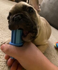 KONG - Puppy Teething Stick - Teeth Cleaning Dog Chew Toy (Assorted Colors) - for Small Puppies Standard Packaging 28 81zw1vj5TJL