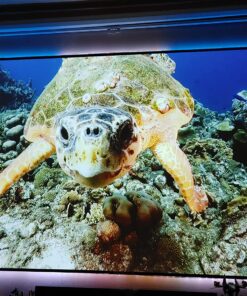 Dangbei Mars Pro 4K Projector, DLP Projector with Android 4GB+128G, 2x10W HiFi Speakers, Auto Focus, Keystone HDR10 Home Theater 43 81zwhcAUsqL