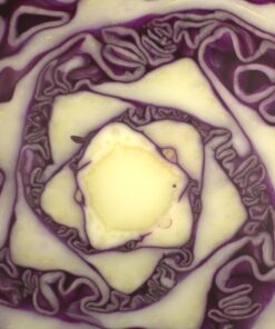 Neewer 4-Way Macro Focusing Focus Rail Slider/Close-Up Shooting for Canon Nikon, Pentax, Olympus, Sony, Samsung and Other Digital SLR Camera and DC with Standard 1/4-Inch Screw Hole 45 81zyo6REsL