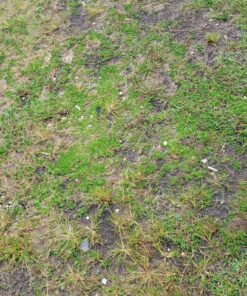 Hydro Mousse Liquid Lawn System - Grow Grass Where You Spray It - Made in USA High Performance Grass Blend 23 91 8hIajHKL