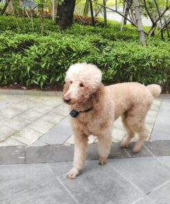 New Digital Pet Collar Cam Camera DVR Video Recorder 17 91 A0nBXVAL