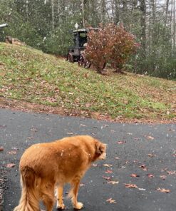 Greenworks 40V 16" Cordless (Push) Lawn Mower (75+ Compatible Tools), 4.0Ah Battery and Charger Included 16" Mower (4.0Ah) 53 91 DZ9IRh0L