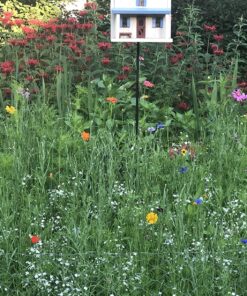 Eden Brothers Northeast Wildflower Mixed Seeds for Planting, 1/4 lb, 120,000+ Seeds with Cosmos, Candytuft, Shasta Daisy | Attracts Pollinators, Plant in Spring or Fall, Zones 3, 4, 5, 6, 7, 8, 9, 10 1/4 Pound 30 91 DcXnJf7L