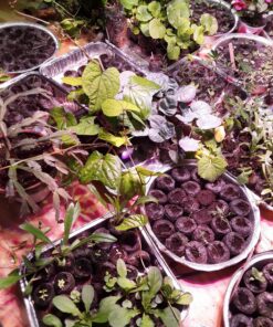 AGLEX 420W COB LED Grow Light, Full Spectrum Plant Grow Lamp with Daisy Chain Veg and Bloom Switch for Hydroponic Greenhouse Indoor Plant Veg and Flower (C2000) C2000 49 91 HGtbOuiL