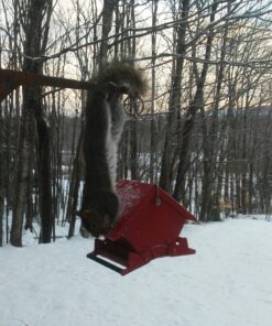 Heritage Farms Mini Absolute II Bird Feeder 10 91 Lv41y99L