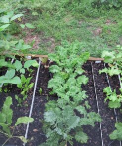 Heirloom Seeds for Planting Vegetables and Fruits - Survival Essentials 135 Variety Seed Vault - Medicinal Herb Seeds - Grow Healthy Non-GMO Food 55 91 cRqiZKL