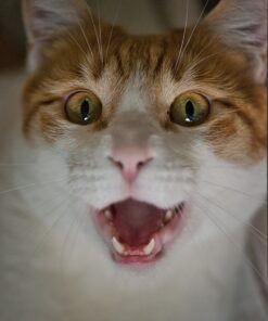 Nikon AF-S VR Micro-NIKKOR 105mm f/2.8G IF-ED Lens Lens Only 48 91 pzJffhpL