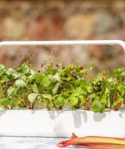 Click and Grow SGR24x3 Smart Garden Wild Strawberry Plant Pods, 3-Pack 26 91 zwMm3UGL