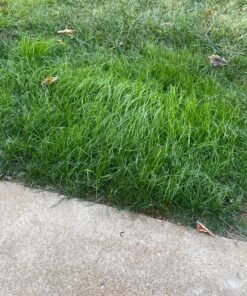 Scotts EZ Seed Patch and Repair Sun and Shade for Grass: Covers up to 225 sq. ft., 10 lb. 10 lb. 1 Pack 60 91055XRtpL