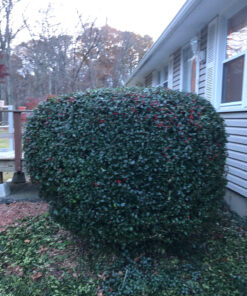 Makita XHU02Z 18V LXT® Lithium-Ion Cordless 22" Hedge Trimmer, Tool Only 25 91058Q9TzfL