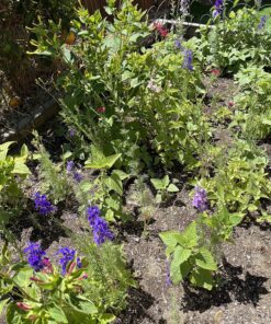 Hummingbird Nectar Wildflower Seeds Bulk Open-Pollinated Wildflower Seed Mix Packet, Non-GMO, No Fillers, Annual, Perennial Wildflower Seeds Year Round Planting - 1 oz 86 910DMdhBN8L