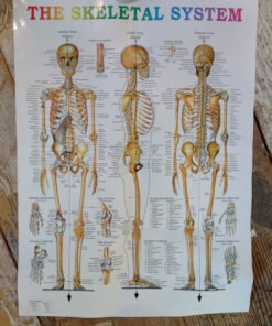Giantex B010L18XEW Life Size 70.8" Human Anatomical Anatomy Skeleton Medical Model + Stand 51 910QsFPZ2XL