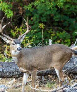 Nikon Z7 Full-Frame Mirrorless Interchangeable Lens Camera with 45.7MP Resolution, Body, Black, 1591 Body Only Base 48 910RyIJwexL