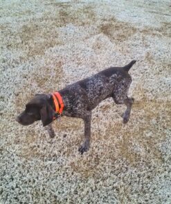 Petrainer Training Collar for Dogs - Waterproof Rechargeable Dog Training E-Collar with 3 Safe Correction Remote Training Modes, Static, Vibration, Beep for Dogs Small, Medium, Large 45 910bVbXtAXL