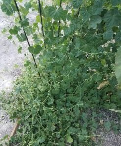 Mexican Miniature Watermelon 15 Seeds -Melothria scabra 23 910kGLbf9L