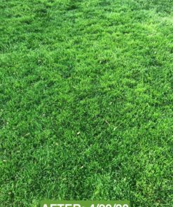 Scotts Turf Builder Weed & Feed3, Weed Killer Plus Lawn Fertilizer, Controls Dandelion and Clover, 5,000 sq. ft., 14.29 lbs. 5,000 sq. ft. Weed and Feed 53 910rB3g4eqL