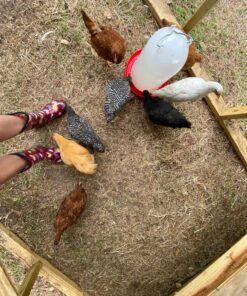 Sloggers Waterproof Garden Rain Boots for Women - Cute Mid-Calf Mud & Muck Boots with Premium Comfort Support Insole 8 Chickens Barn Red 35 911Ah1zRtCL