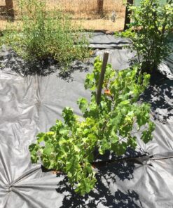 Scotts 203235 SC3X150 Weed Barrier Fabric, 150-Foot, Black 25-Year 26 911HK0cqbKL