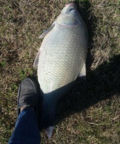 Pro-Cure Wizard Kokanee Killer Korn Dye, 4 Ounce, Pink 27 911IFEDc5EL