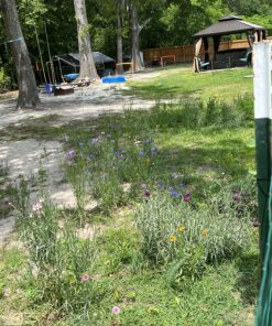 Eden Brothers Southeast Wildflower Mixed Seeds for Planting, 1 lb, 480,000+ Seeds with Cornflower, Blanket Flower | Attracts Pollinators, Plant in Spring or Fall, Zones 3, 4, 5, 6, 7, 8, 9, 10 1 Pound 36 911U2jSrSwL