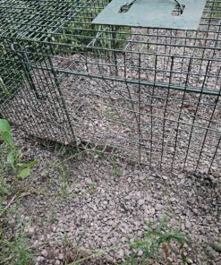 Havahart 1079SR Large 1-Door Humane Catch and Release Live Animal Trap for Raccoons, Cats, Bobcats, Beavers, Small Dogs, Groundhogs, Opossums, Foxes, Armadillos, and Similar-Sized Animals 42 911cYT8HAVL