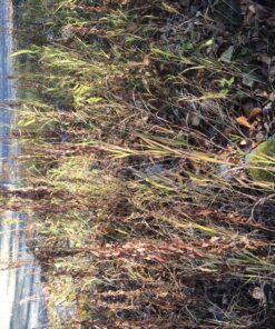 Kasoyo Japanese Steel Grass Sickle w/Wooden Handle Kama 180mm No.130 21 911daeOcaiL