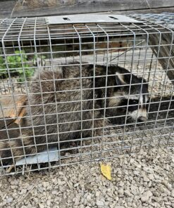 Havahart 1079SR Large 1-Door Humane Catch and Release Live Animal Trap for Raccoons, Cats, Bobcats, Beavers, Small Dogs, Groundhogs, Opossums, Foxes, Armadillos, and Similar-Sized Animals 43 911dn3sUEzL