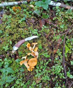 HANZIUP Classic Outdoors Folding Lock Mushroom Knife Fungus Truffles Harvest Hunting Sharp Knives with Neoprene Pouch 19 911ftvUUcfL