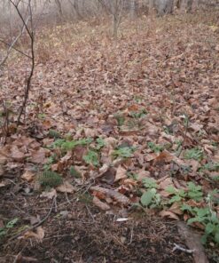 Sawyer Products SP657 Premium Permethrin Insect Repellent for Clothing, Gear & Tents, Trigger Spray, 24-Ounce 24-oz Trigger Spray 32 911kZtBEZAL