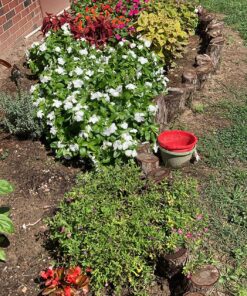 Miracle-Gro Water Soluble All Purpose Plant Food 5 lb. 1 Pack 58 911q56W3jTL