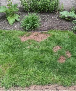 Scotts EZ Seed Patch and Repair Sun and Shade for Grass: Covers up to 225 sq. ft., 10 lb. 10 lb. 1 Pack 64 911sEdN9XiL