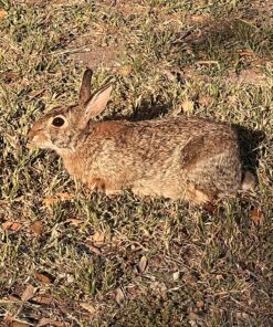 Manna Pro Harvest Delight - Whole Ingredient Chicken Treat - Harvest Mix of Grains, Raisins, Tomatoes, Carrots, Sunflower Seeds - Mixed Flock Poultry Treat - 2.5 lbs 27 911usLPqFBL
