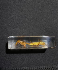 REALBUG Praying Mantis Paperweight (1 5/8 x 4 3/8 x 1 1/8") 13 911ywinjzIL